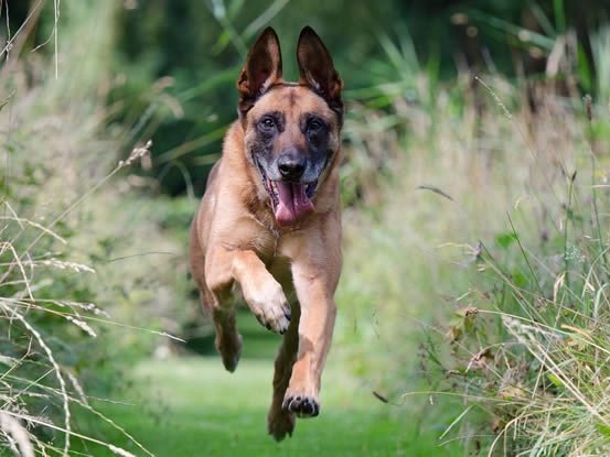 Seu cãozinho é estressado? Demonstra muita ansiedade? Veja como ajuda-lo!