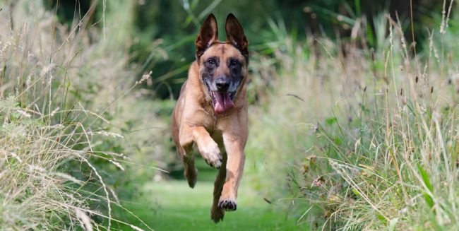 Seu cãozinho é estressado? Demonstra muita ansiedade? Veja como ajuda-lo!