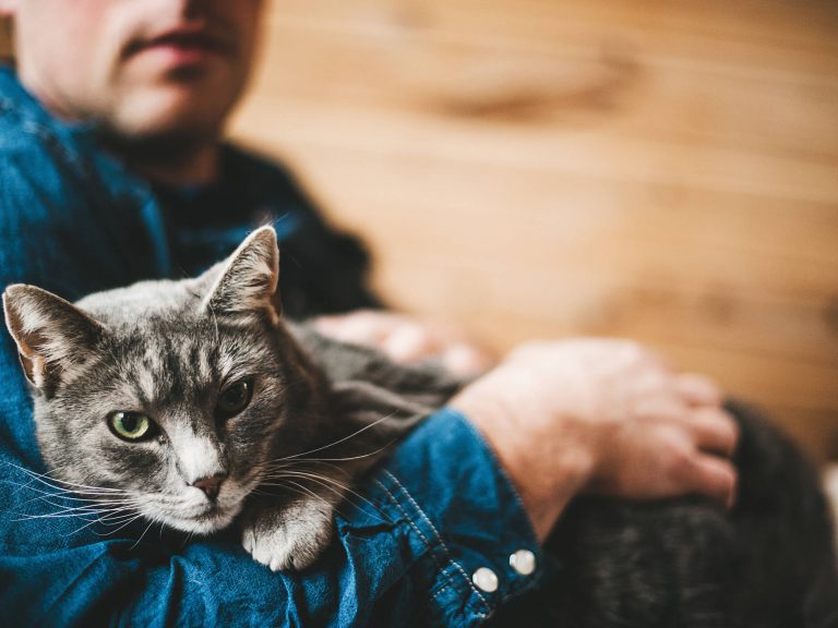 como cuidar de gatos