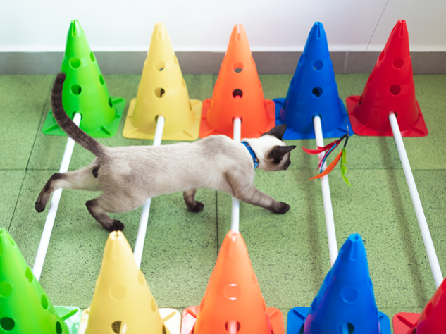 fisioterapia para gatos