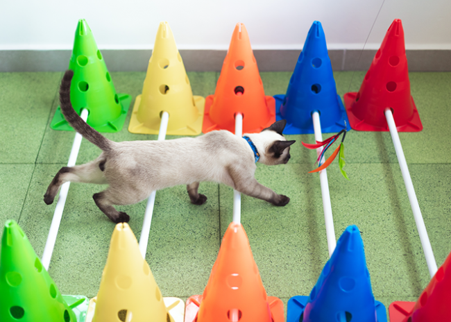 fisioterapia para gatos