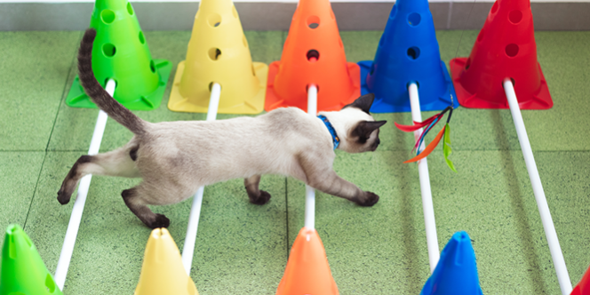 fisioterapia para gatos