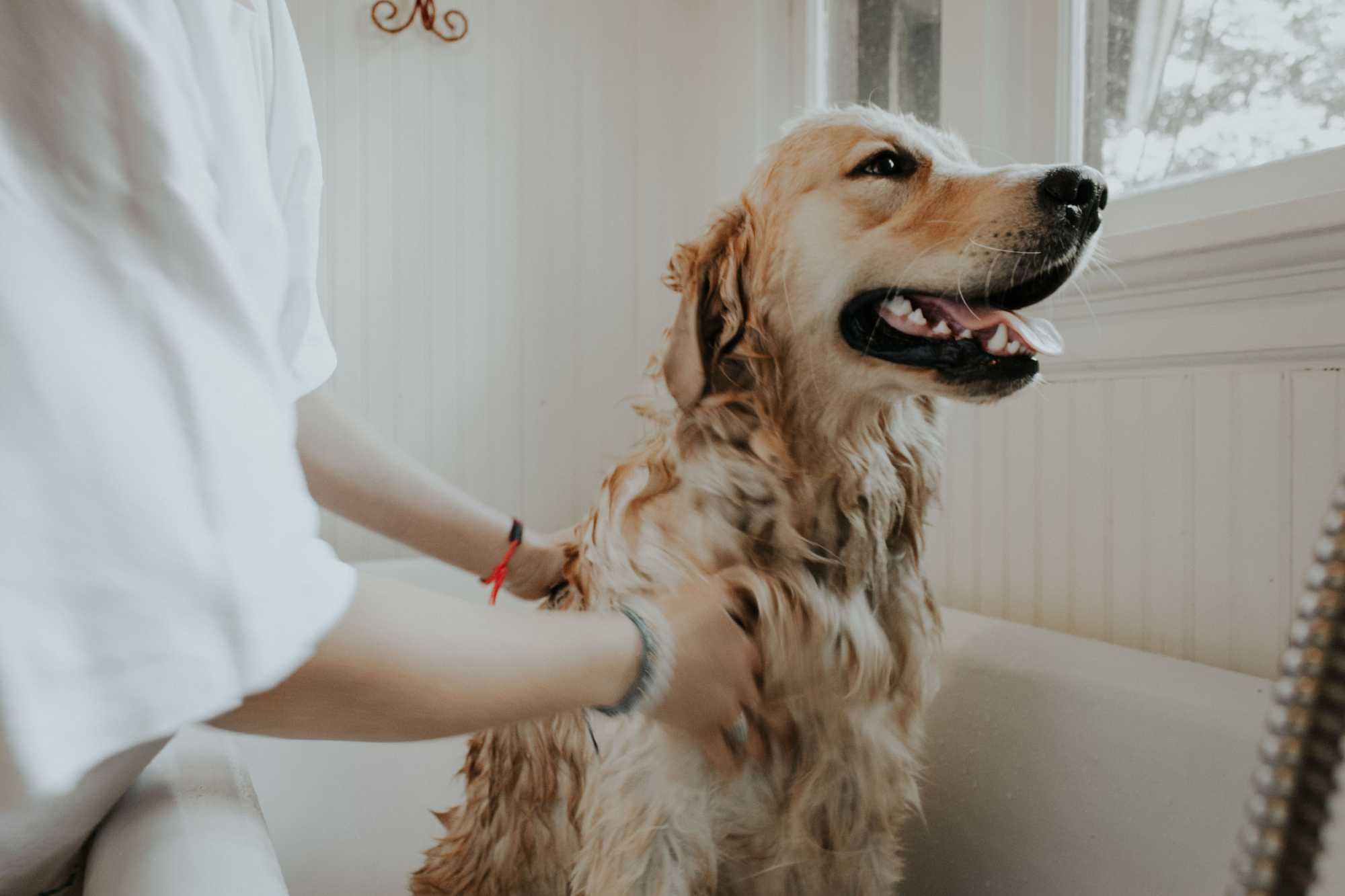 Carrapato em cachorro: saiba como se livrar desse mal