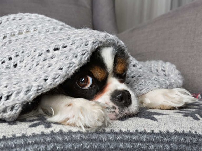 cuidado com cachorro