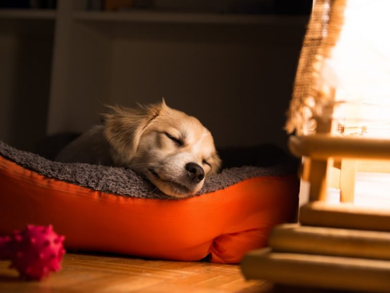 cachorro sozinho em casa