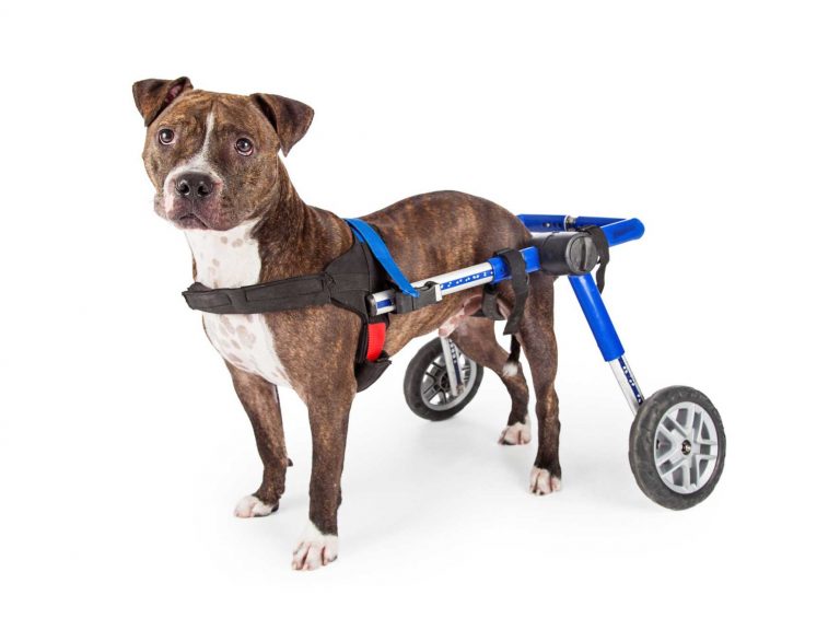 cachorro com cadeira de rodas