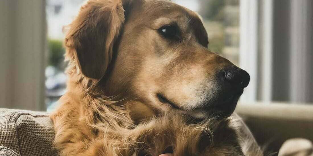 Displasia coxofemoral