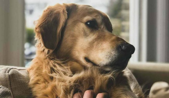 Displasia coxofemoral