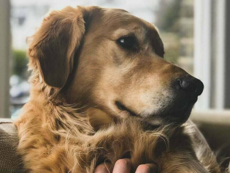 Displasia coxofemoral