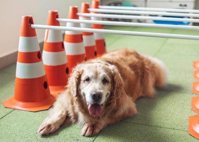cuidados com cachorro idoso