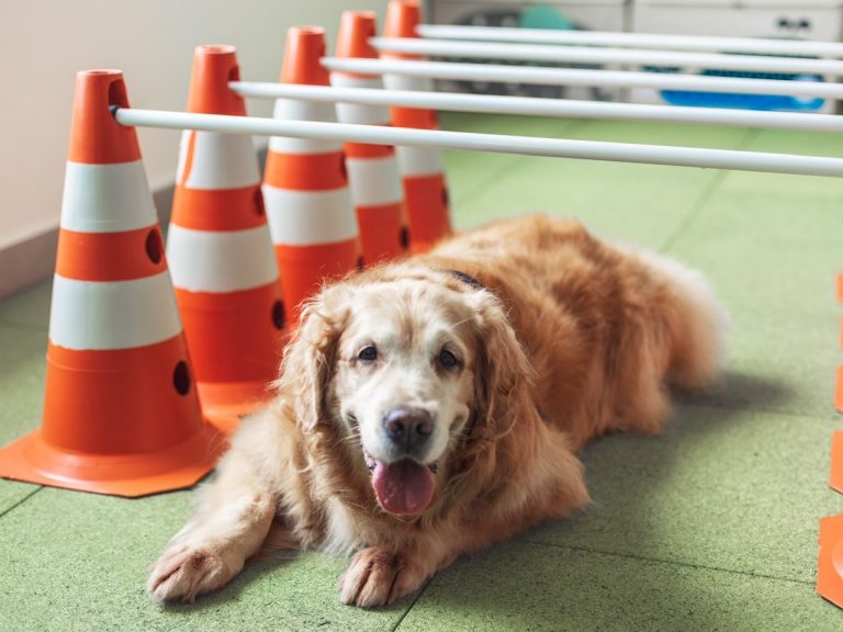 cuidados com cachorro idoso