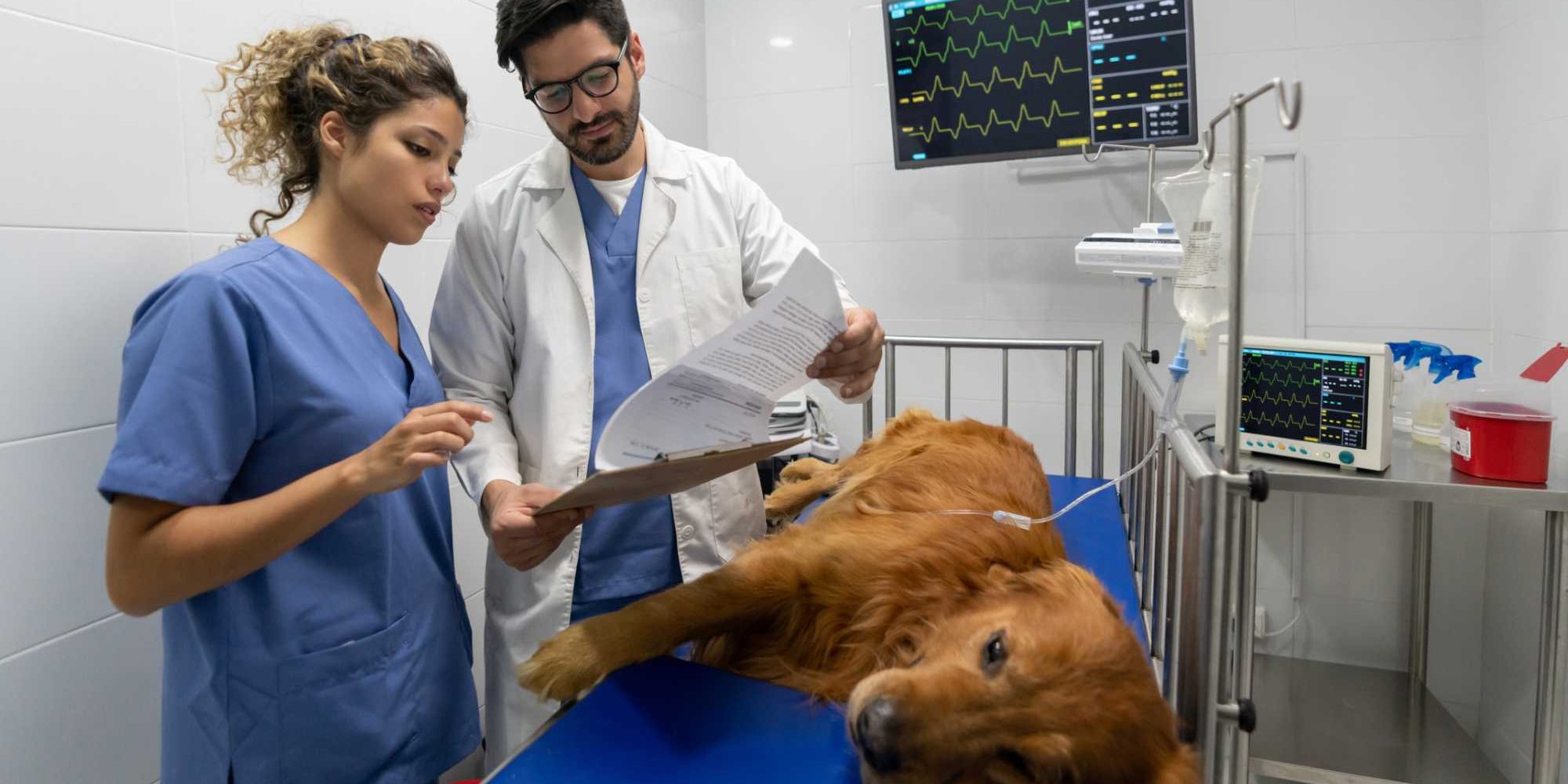 cachorro parou de andar