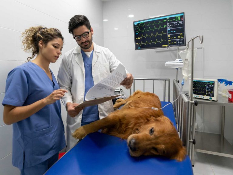 cachorro parou de andar