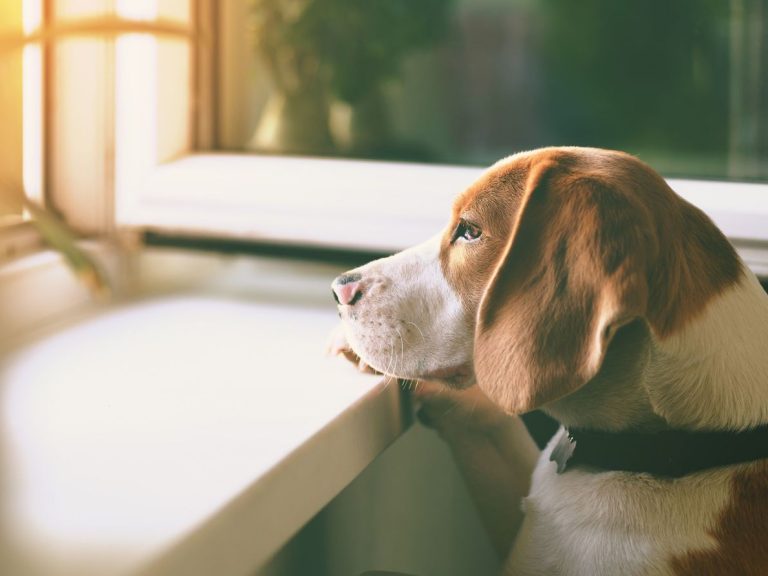 cachorro ansioso esperando por seu dono