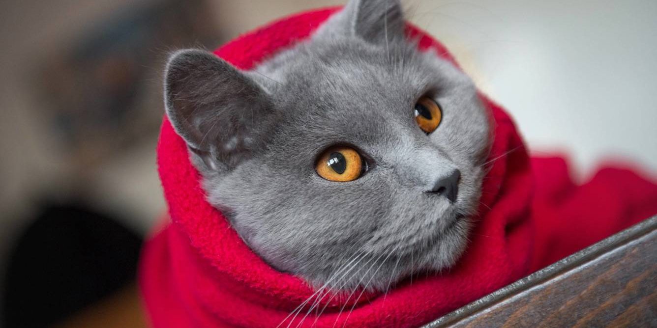 pet com vestimenta de frio