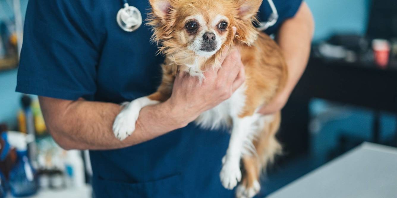 luxação de patela em cachorro