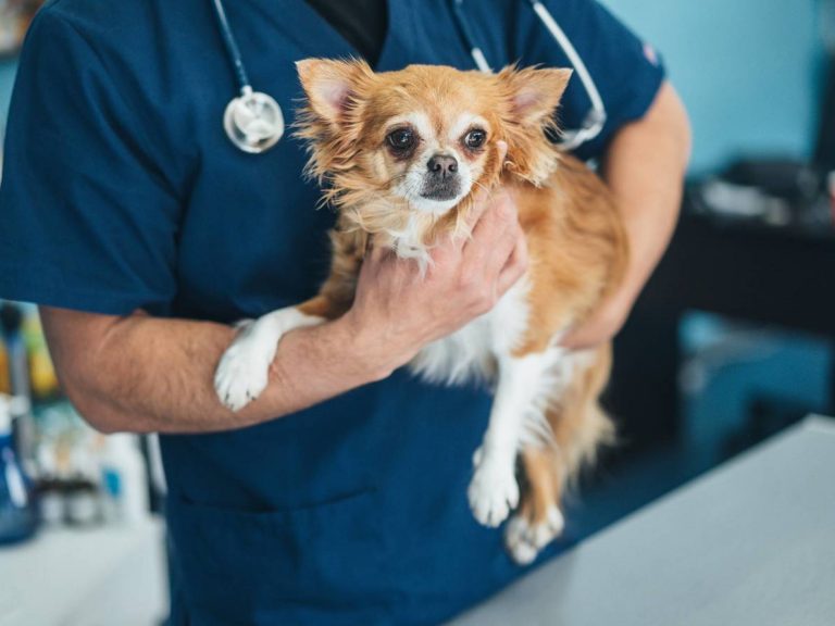 luxação de patela em cachorro