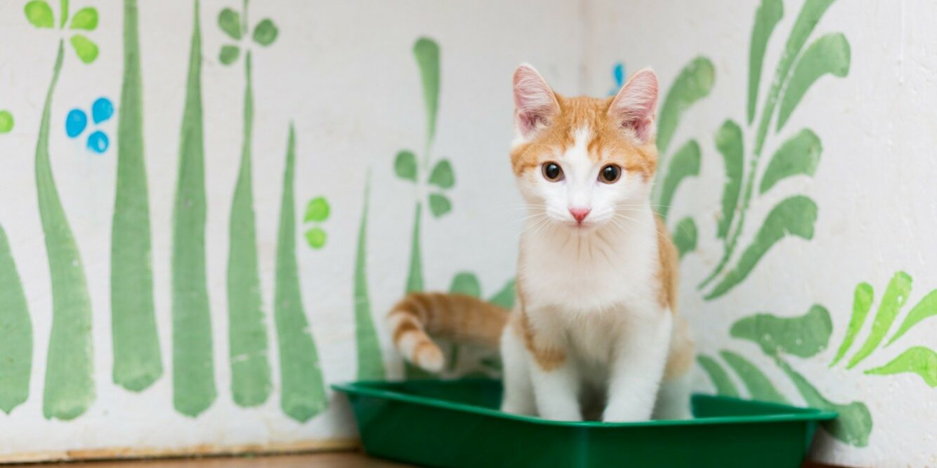 gato fazendo xixi na caixa de areia