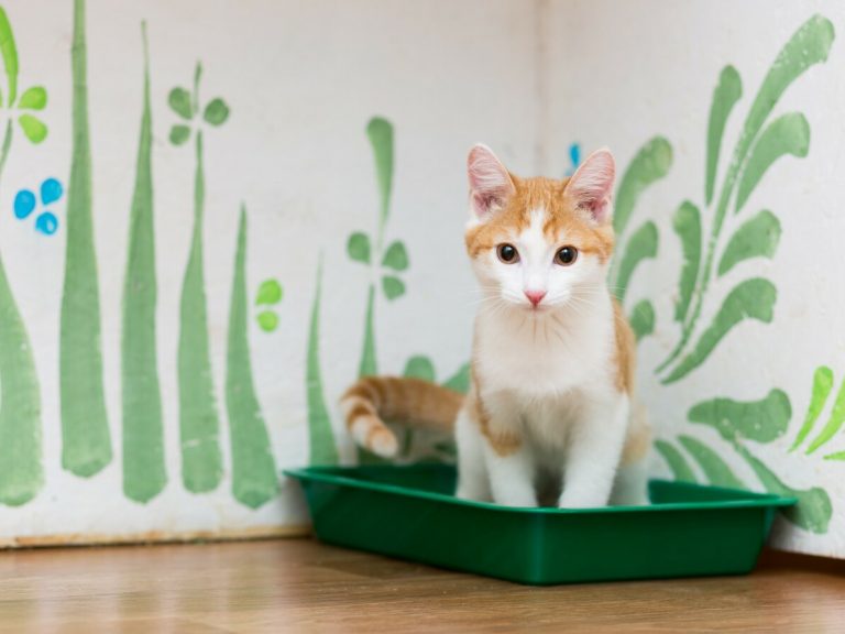 gato fazendo xixi na caixa de areia