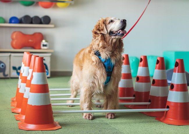 Doenças em caes idosos