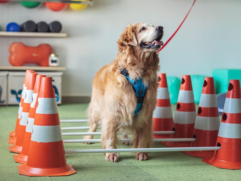 Doenças em caes idosos