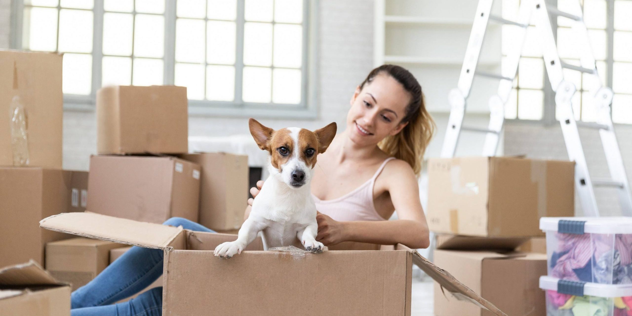 animais de estimação na mudança