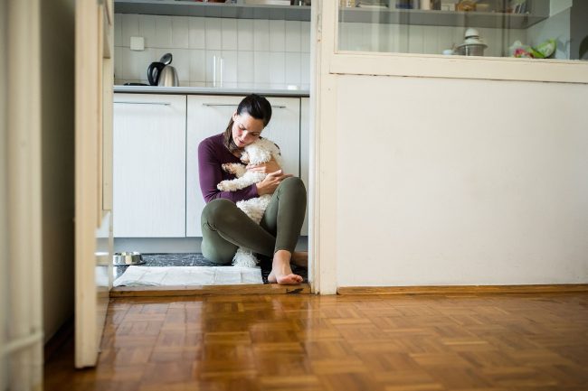 Cães com medo de fogos