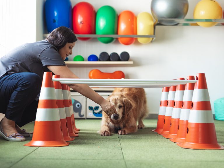 doenças em cães idosos