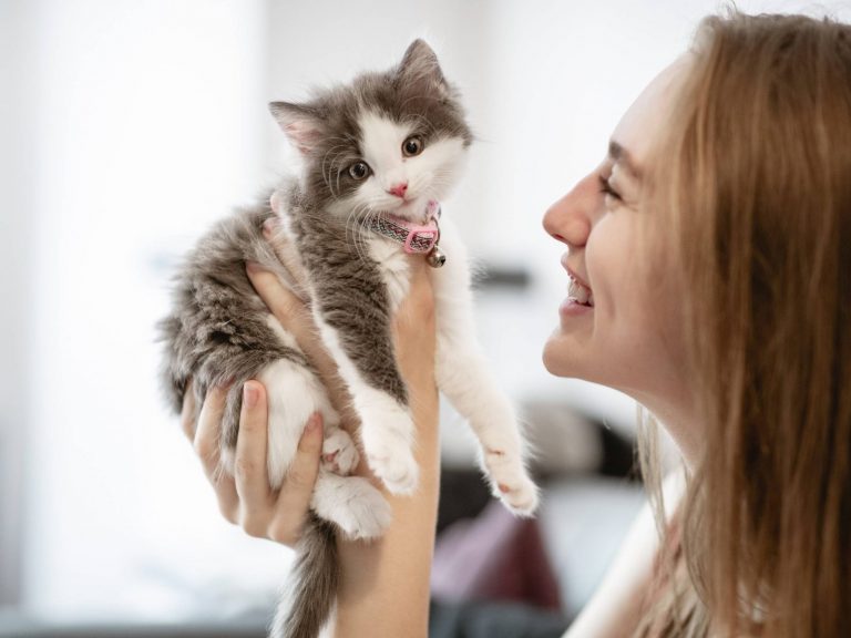 como cuidar de um gato filhote