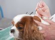 cuidados paliativos pets