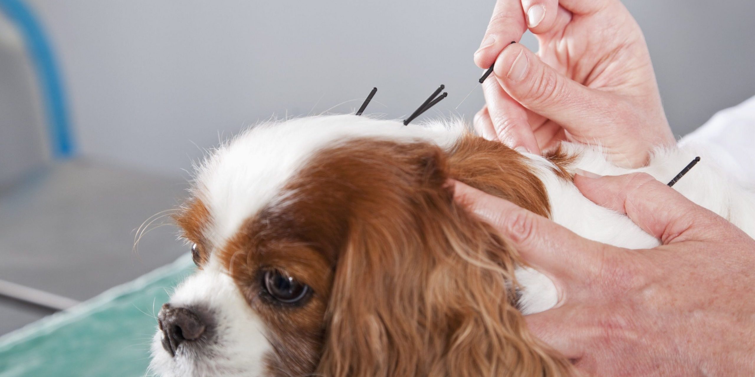 cuidados paliativos pets