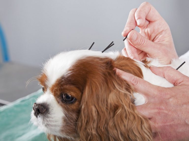 cuidados paliativos pets