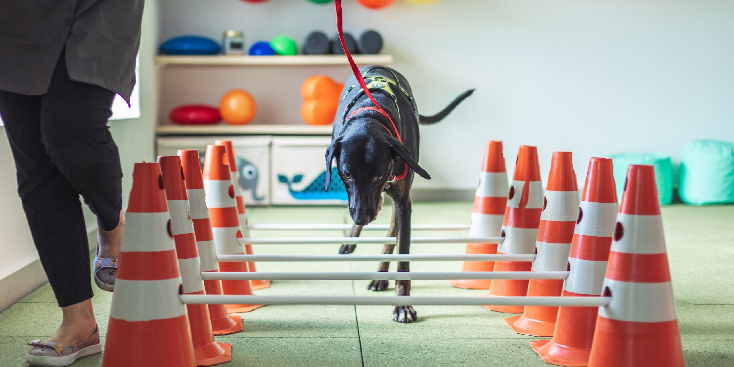 o que fazer mielopatia degenerativa