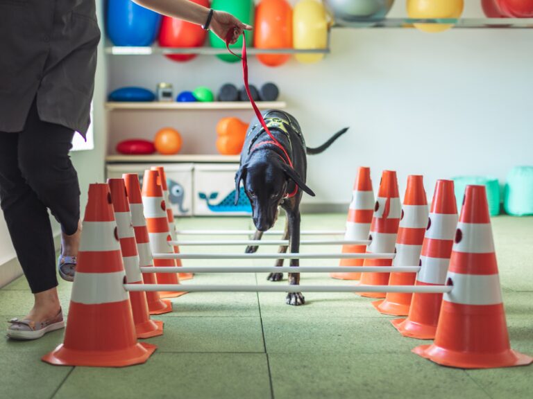 o que fazer mielopatia degenerativa