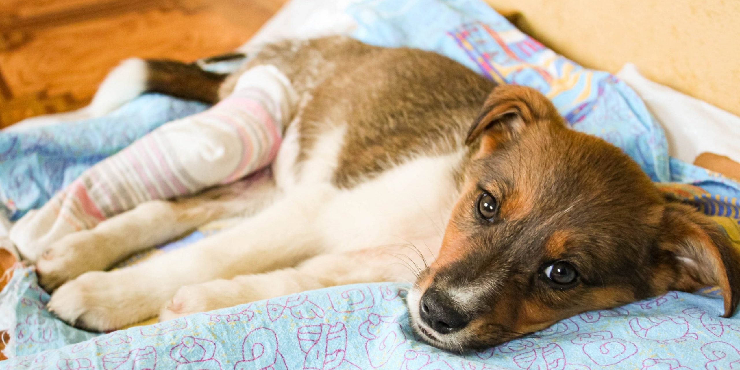 ruptura de ligamento cruzado em cães