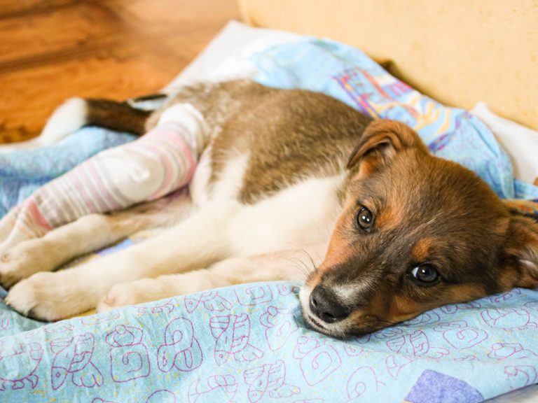 ruptura de ligamento cruzado em cães