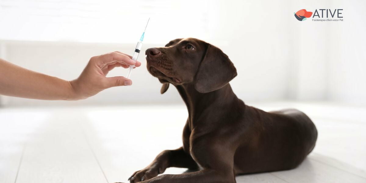 O Librela (bedinvetmab) é suficiente para controlar a dor articular em cães? - Ative Pet