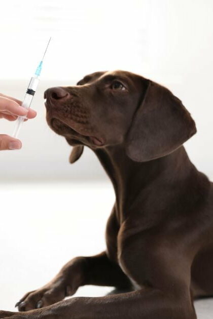 O Librela (bedinvetmab) é suficiente para controlar a dor articular em cães? - Ative Pet