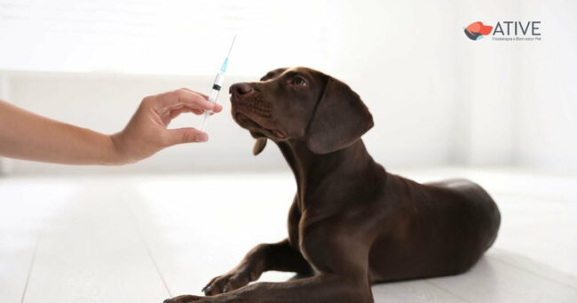 O Librela (bedinvetmab) é suficiente para controlar a dor articular em cães? - Ative Pet