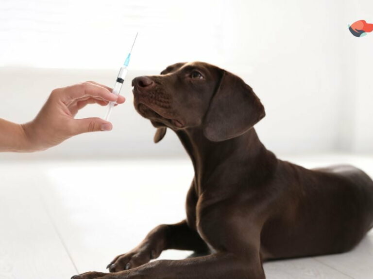 O Librela (bedinvetmab) é suficiente para controlar a dor articular em cães? - Ative Pet