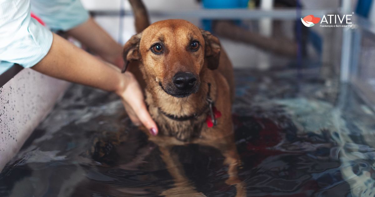 O Librela (bedinvetmab) é suficiente para controlar a dor articular em cães? - Reabilitação de cachorro