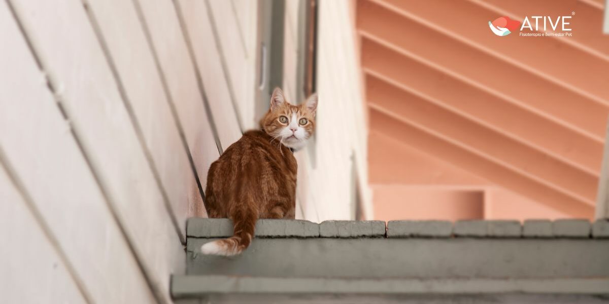 O Solensia é suficiente para controlar a artrose dos felinos? - Ative Pet