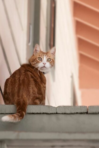 O Solensia é suficiente para controlar a artrose dos felinos? - Ative Pet