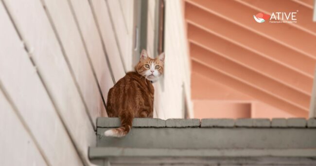 O Solensia é suficiente para controlar a artrose dos felinos? - Ative Pet