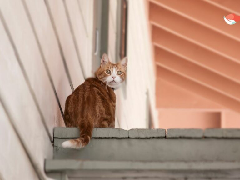 O Solensia é suficiente para controlar a artrose dos felinos? - Ative Pet